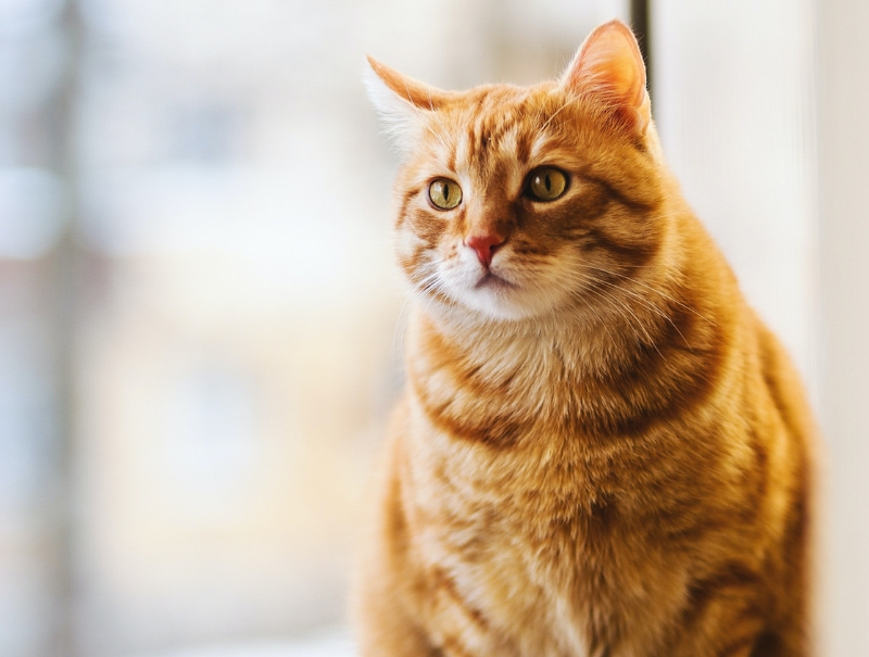 LaSalle Animal Hospital Policies