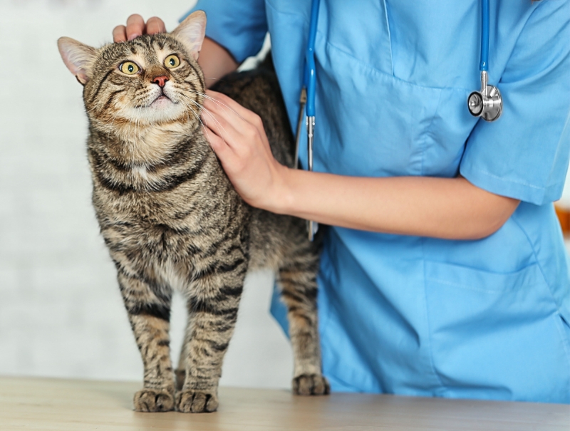 Veterinary Jobs in LaSalle