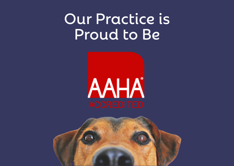 Carousel Slide 2: Our practice is proud to be AAHA-accredited