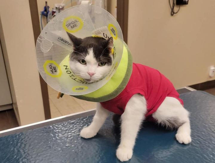 Preventive Care for Cats
