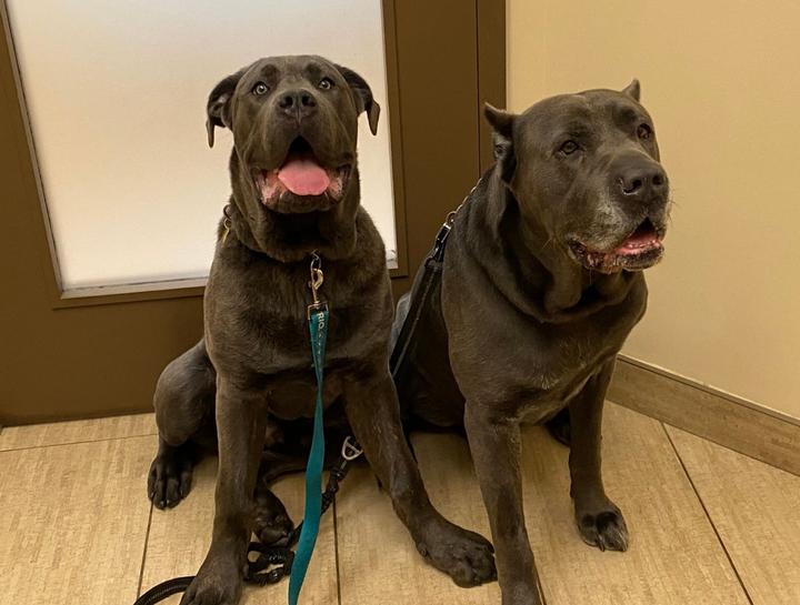 Preventive Care for Dogs