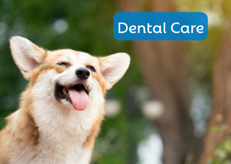 Carousel Slide 3: Bad breath? We can freshen up Fluffy's smile.