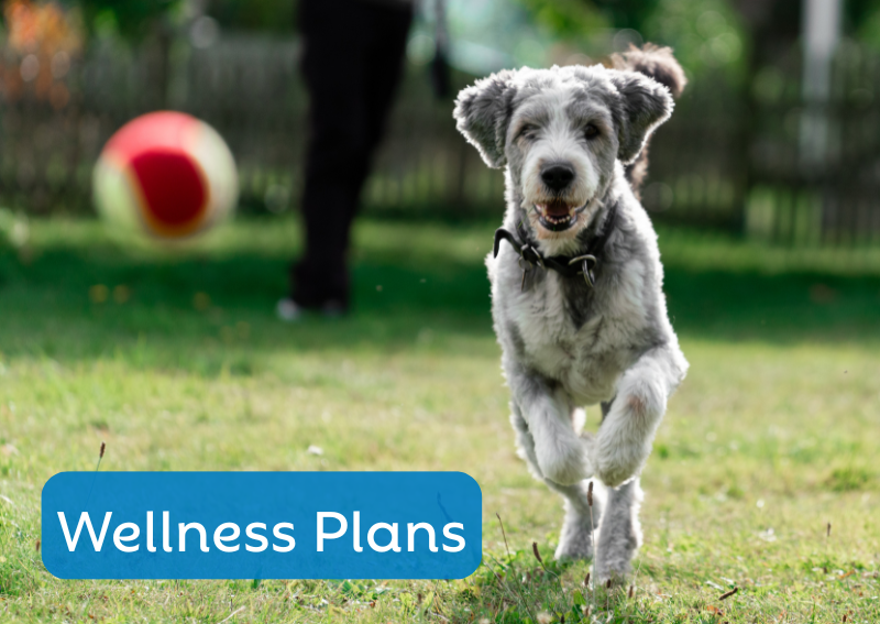Carousel Slide 1: Check out our wellness plans for dogs and cats of all ages