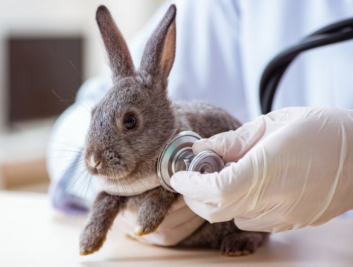 Rabbit veterinarians
