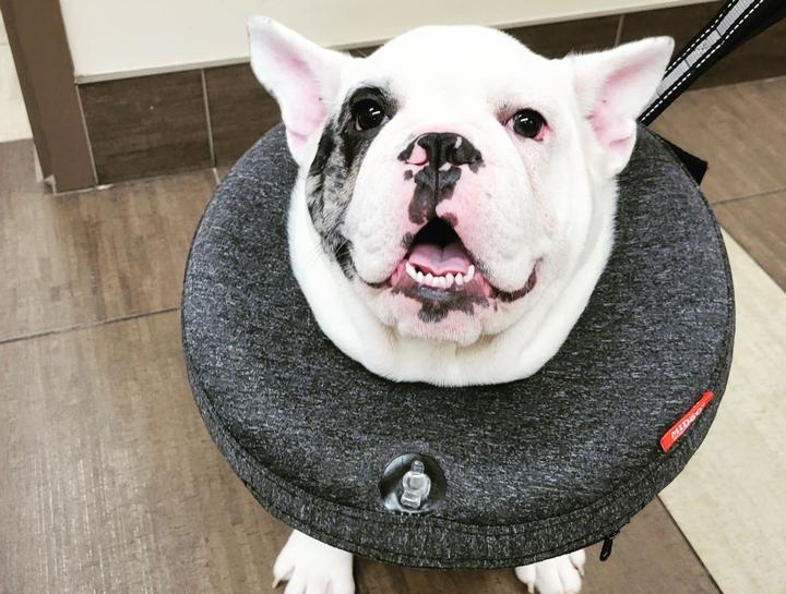 pet wellness plans